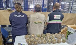 Agentes de aduana presentando los cactus Ariocarpus fissuratus decomisados