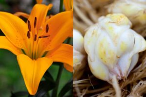 Flor de Lilium (Azucena) y a un lado bulbos de Lili